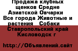 Продажа клубных щенков Средне Азиатской Овчарки - Все города Животные и растения » Собаки   . Ставропольский край,Кисловодск г.